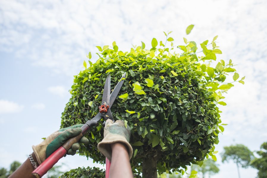 Des mains munies de cisailles de jardin taillent une haie dans le jardin
